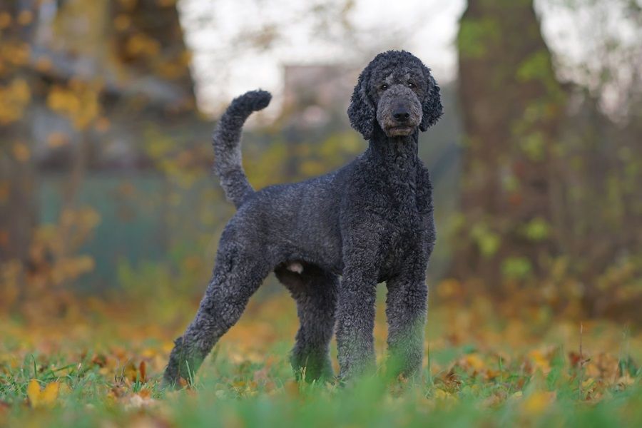 Standard Poodle