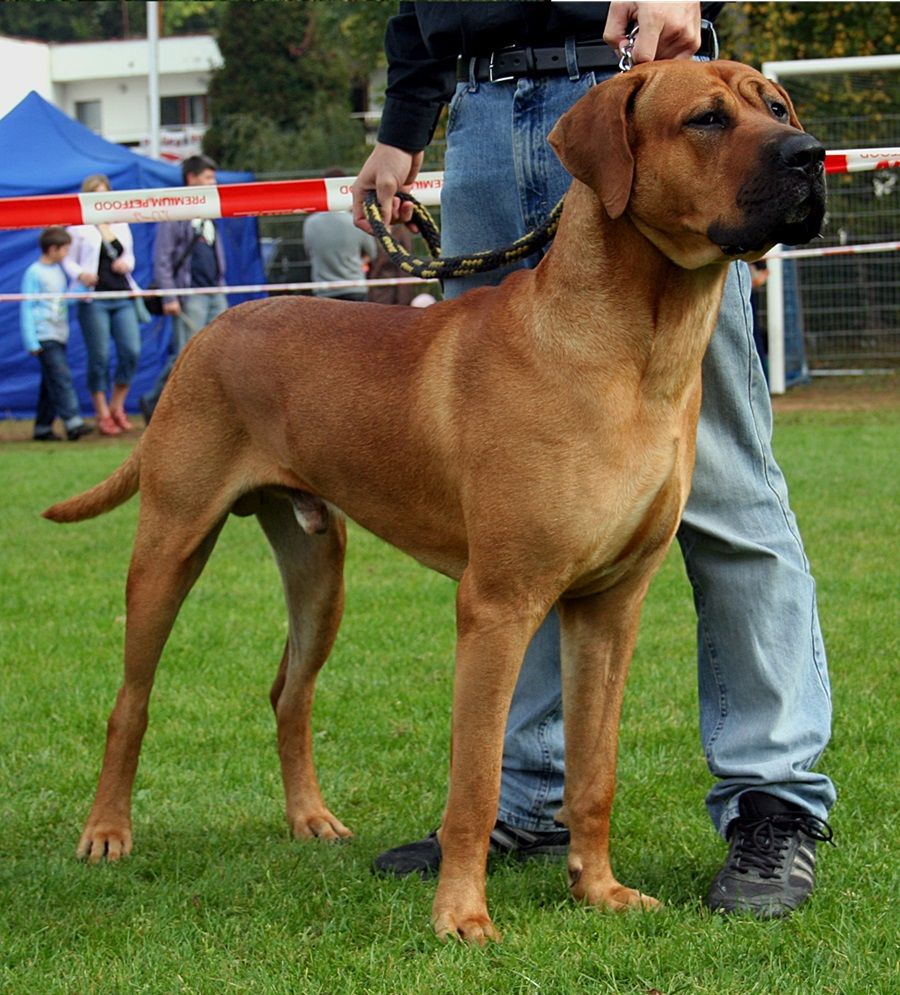 Chó Tosa Inu