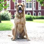 Chó Tosa Inu