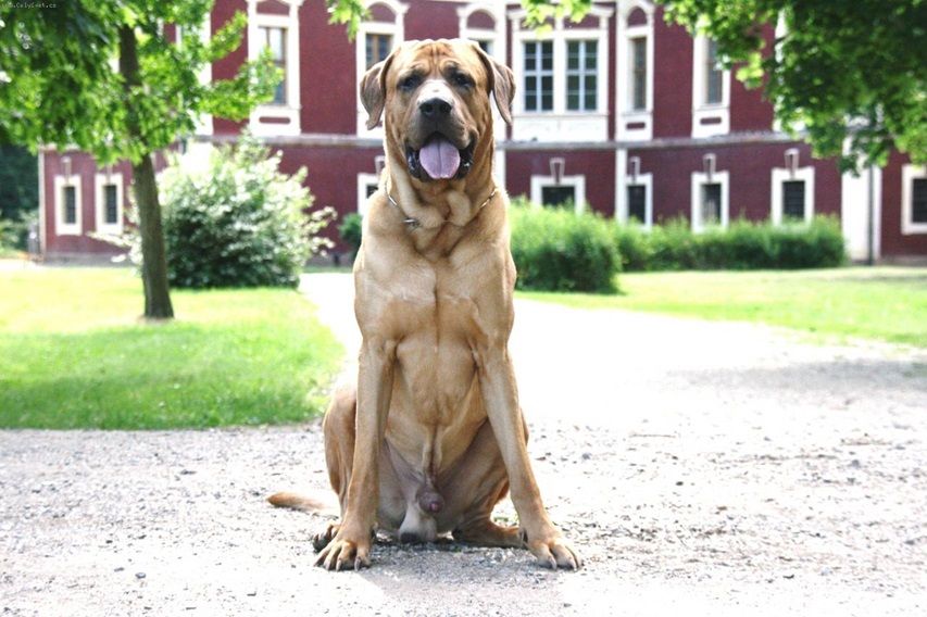 Chó Tosa Inu