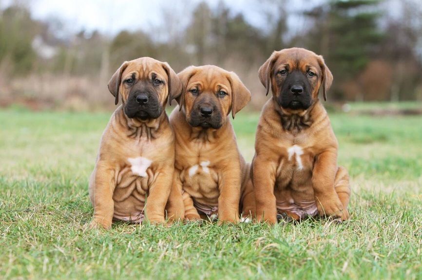 Chó Tosa Inu nhỏ