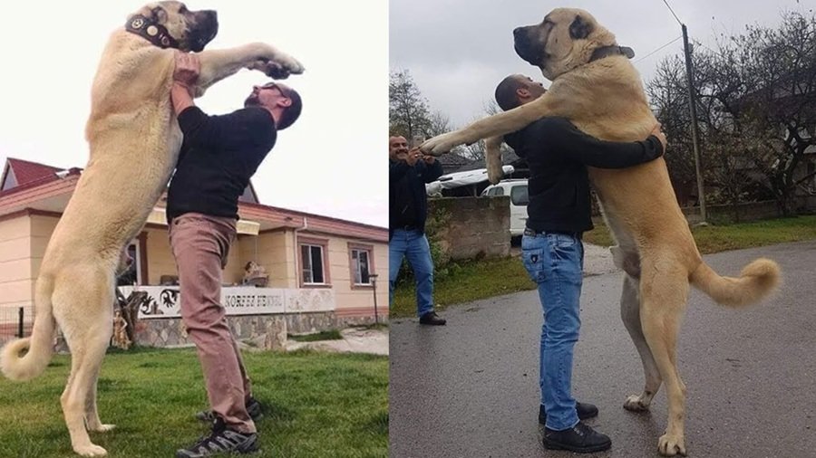 chó Kangal