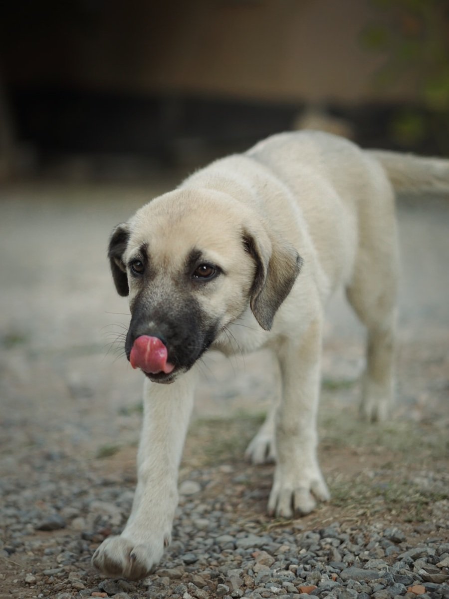 chó Kangal con