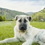 chó Kangal
