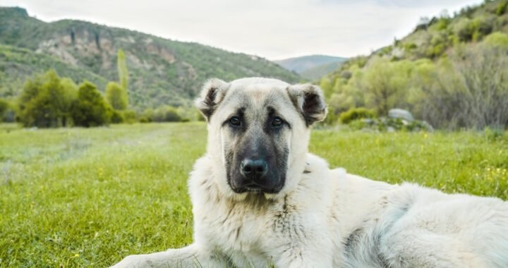 chó Kangal