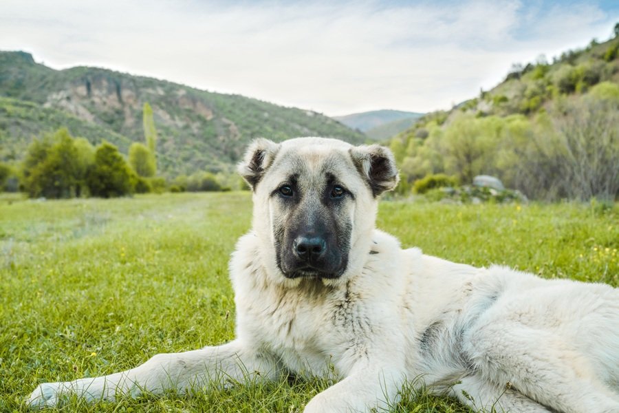 chó Kangal