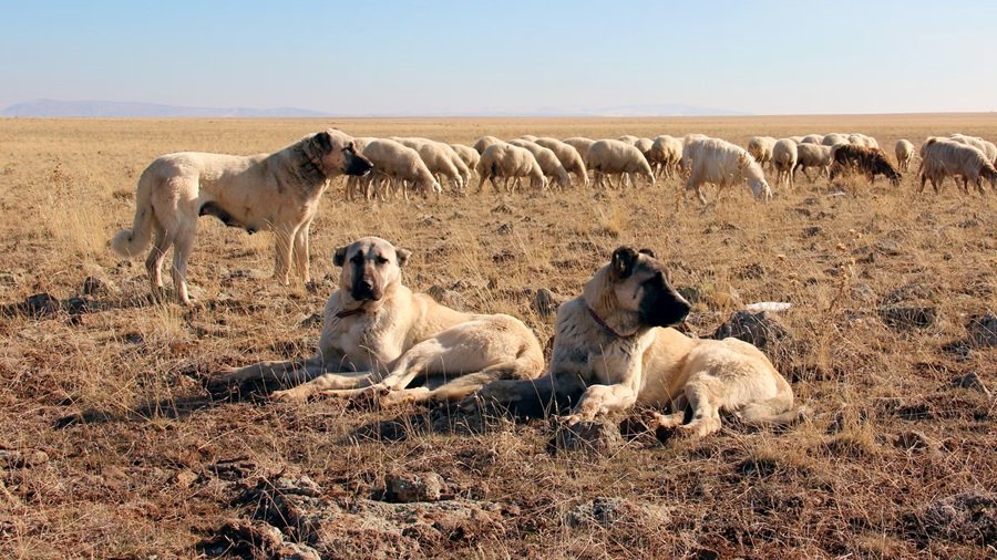 chó Kangal