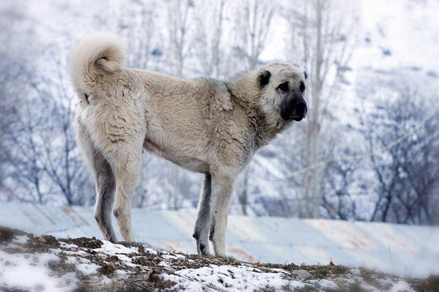 chó Kangal