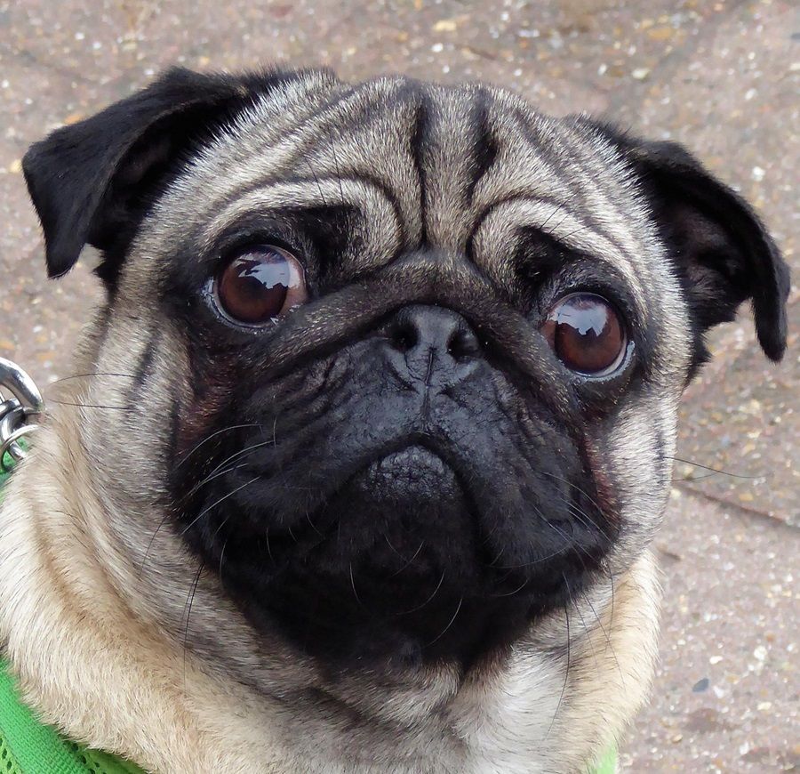 Mật xệ Chó Pug
