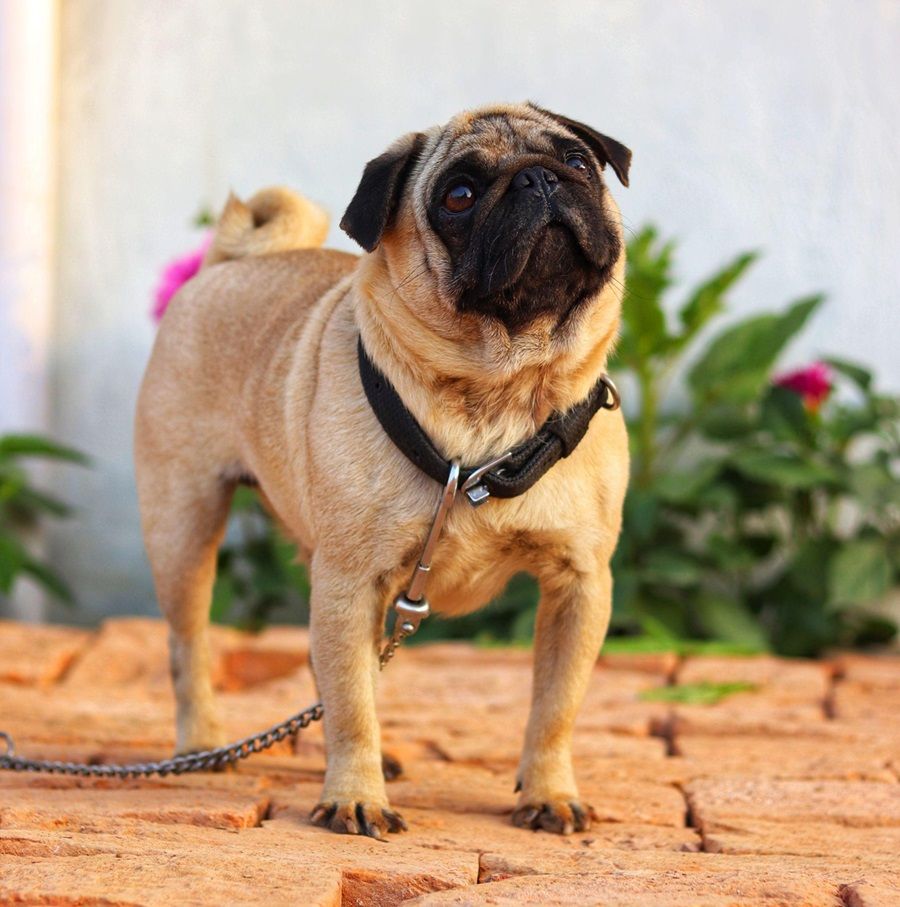 Chó Pug