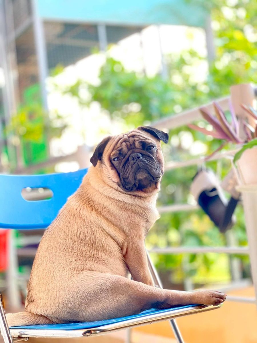 Chó Pug