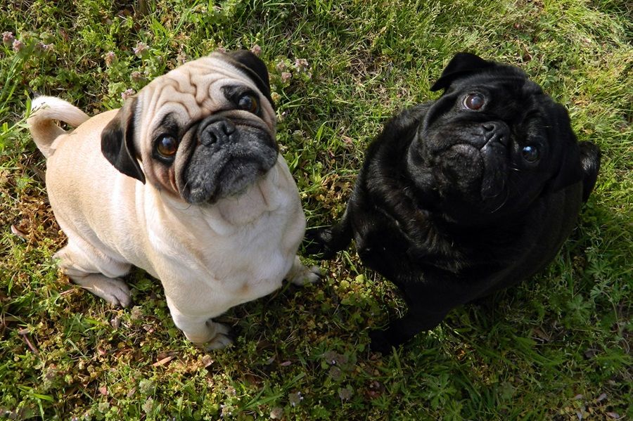 Màu vàng và đen cho Pug