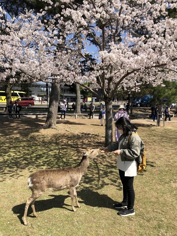 Chùa Todaiji