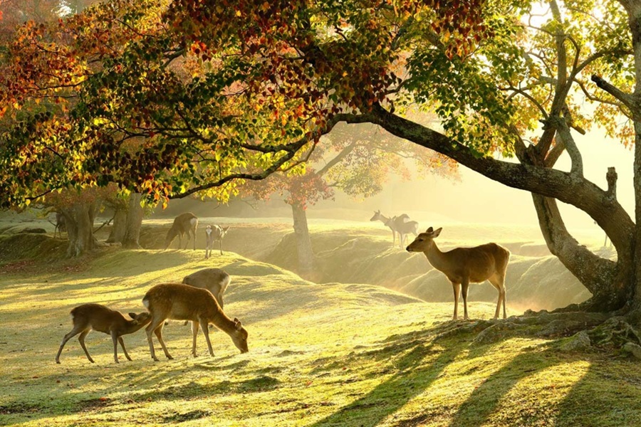 Công viên Nara (Nara Park)