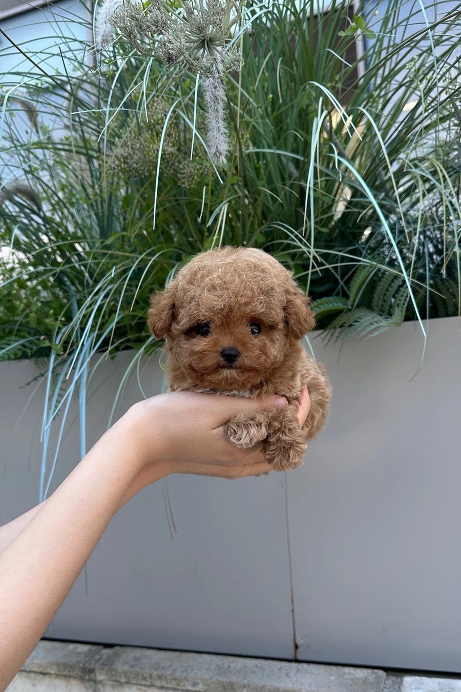 Tiny Poodle