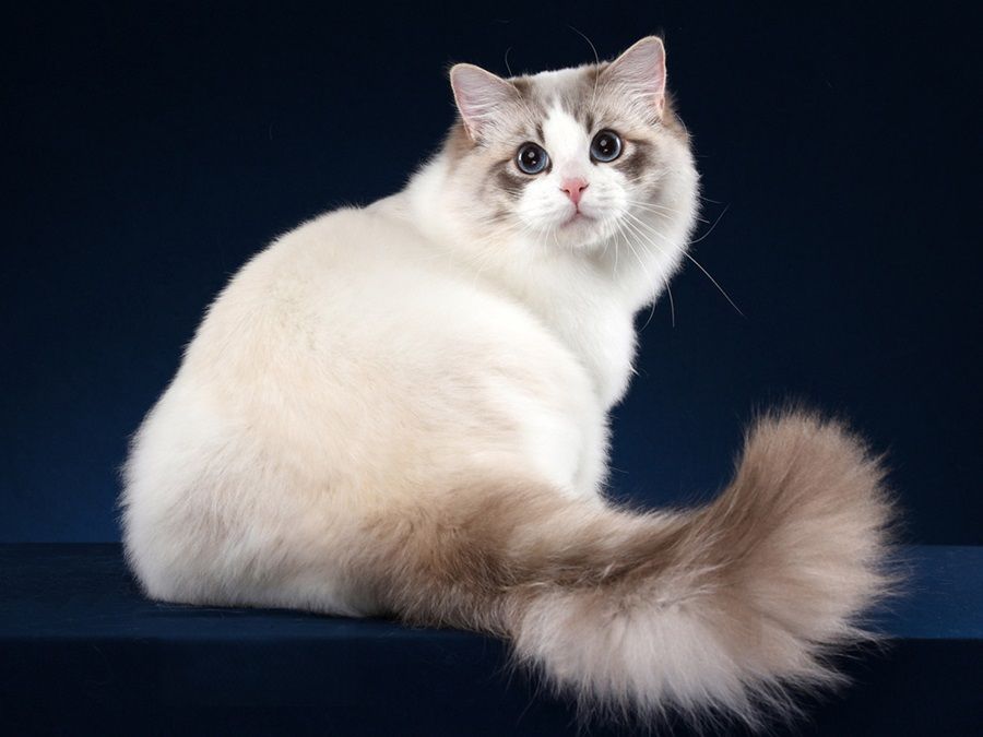 Mèo Ragdoll