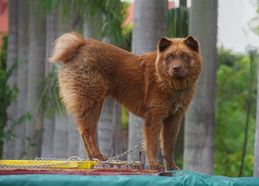 Chó H'Mông Cộc