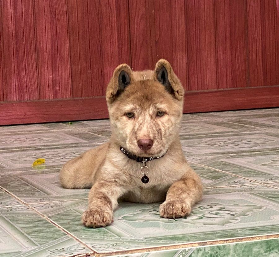 Chó H'Mông Cộc