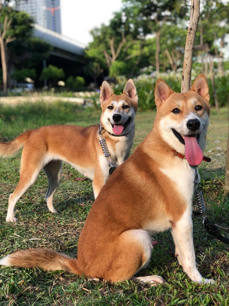 Chó Dingo Đông Dương