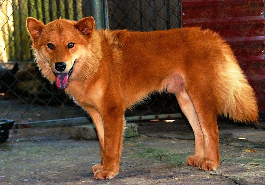 Chó Dingo Đông Dương