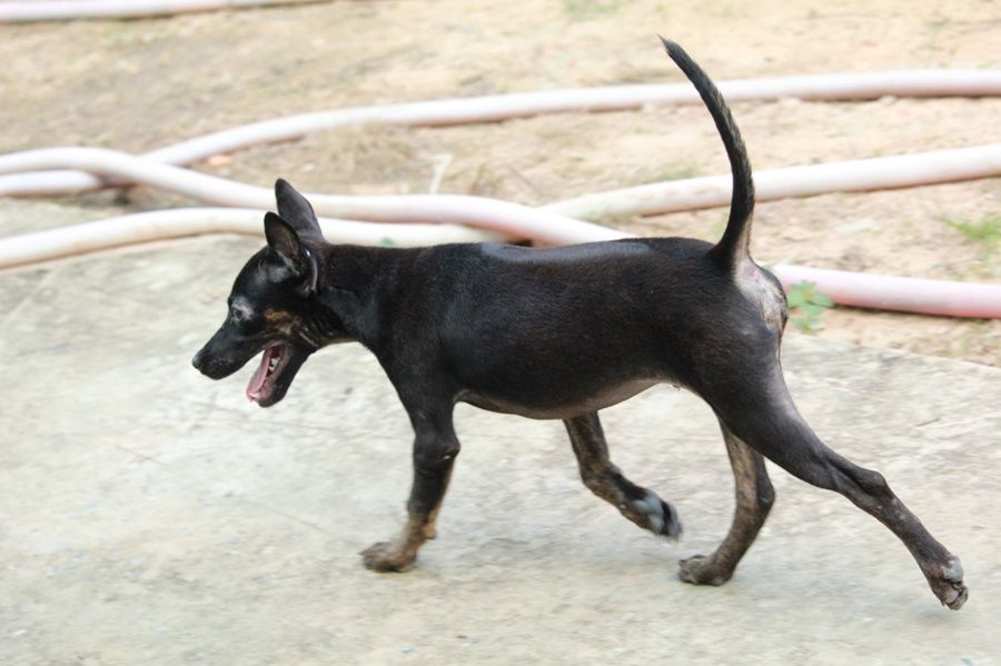 Chó Phú Quốc