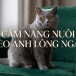 Mèo Anh Lông Ngắn