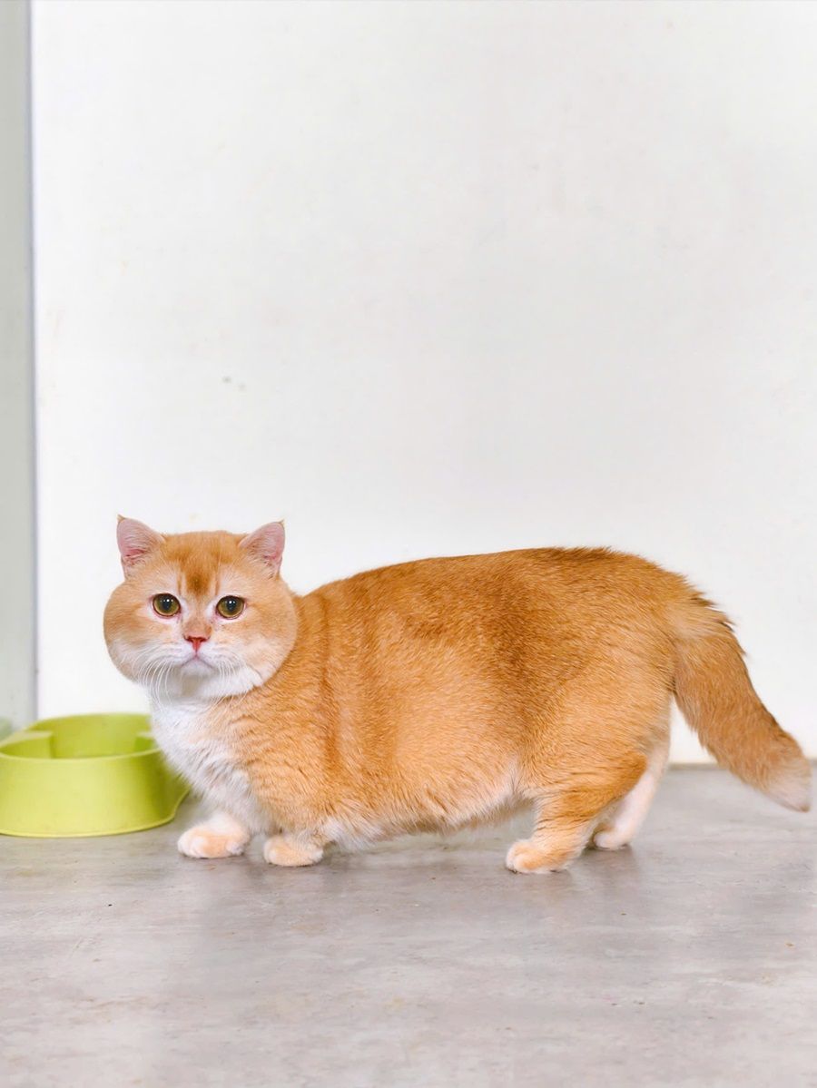 Mèo Anh Lông Ngắn