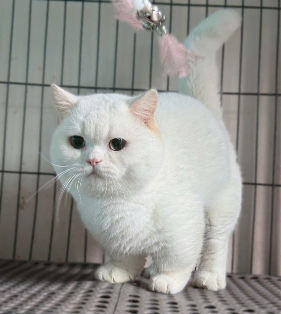 Mèo Anh Lông Ngắn