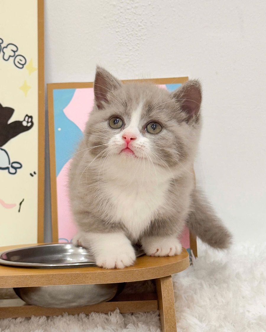 Mèo Munchkin (Mèo chân ngắn)