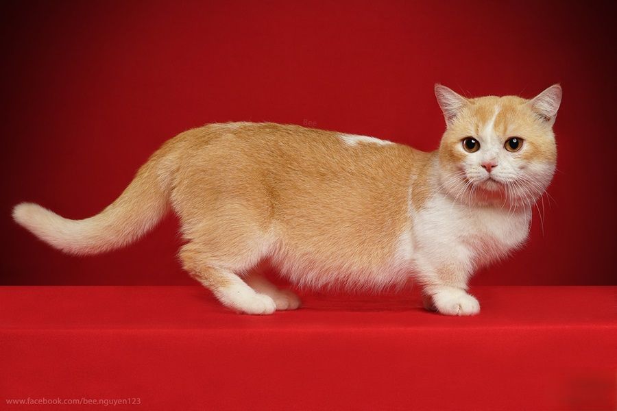 Mèo Munchkin (Mèo chân ngắn)