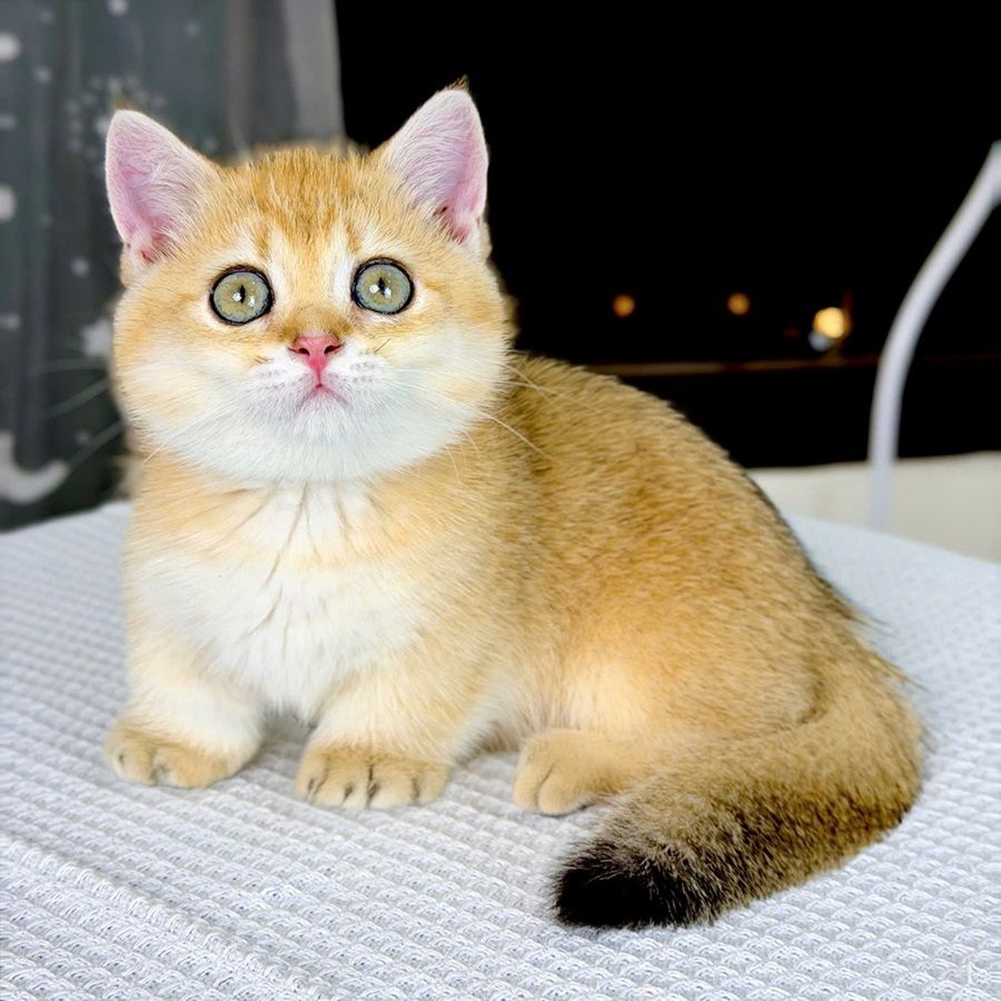 Mèo Munchkin (Mèo chân ngắn)
