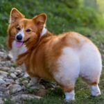 Chó Corgi
