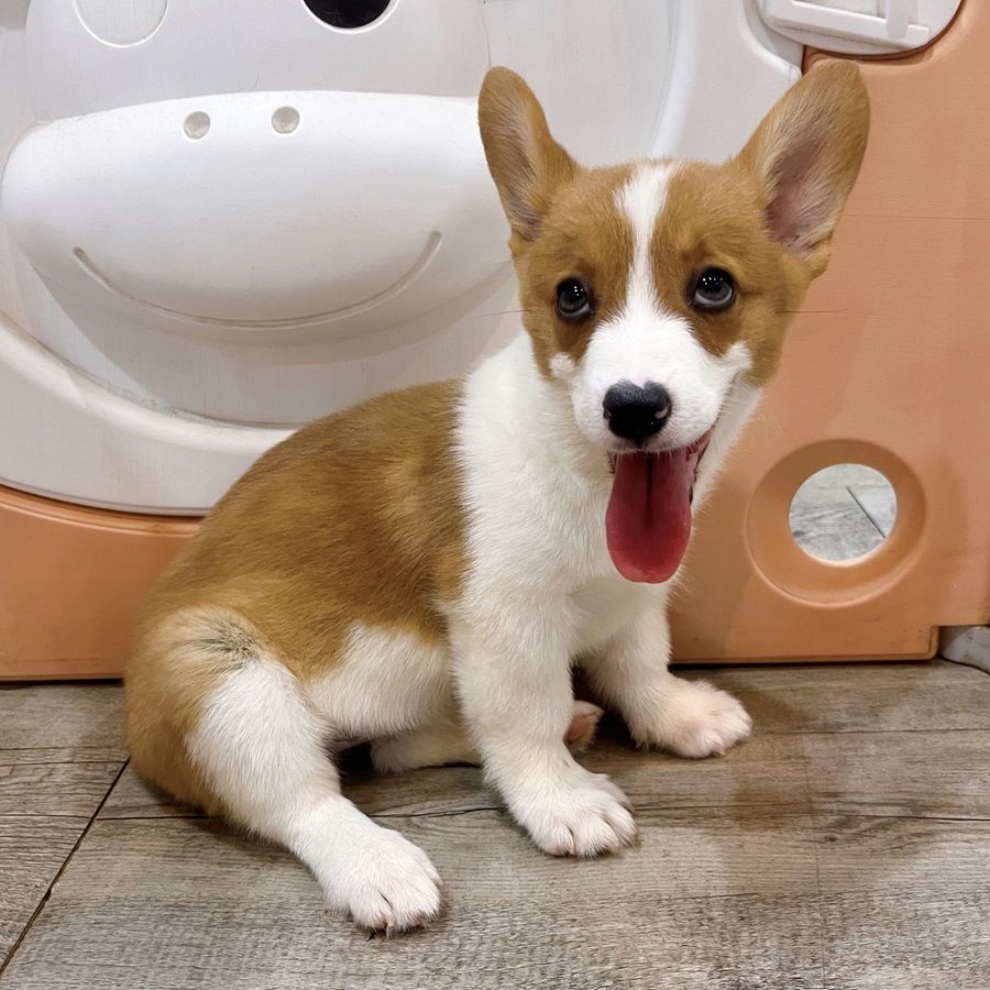 Chó Corgi