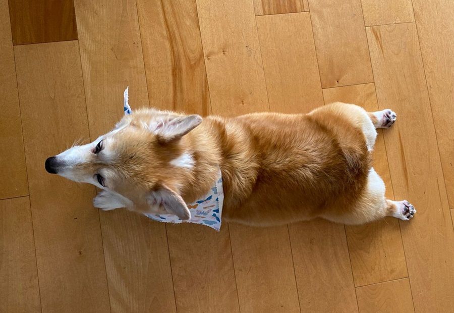 Chó Corgi