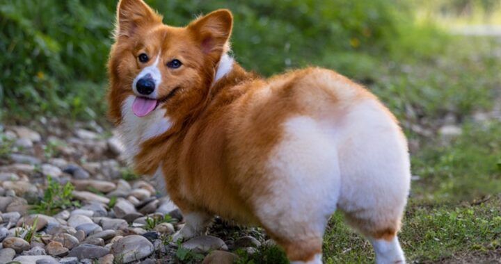 Chó Corgi