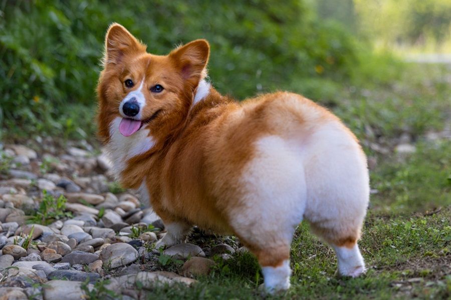 Chó Corgi