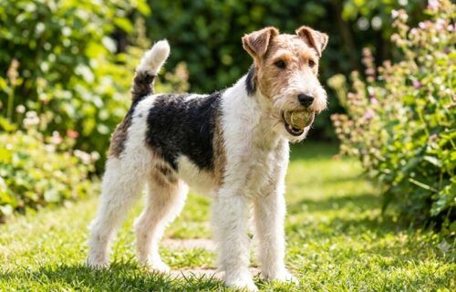 Fox Terrier