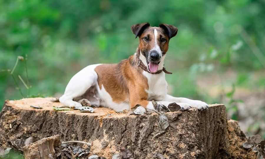 Chó Fox Terrier