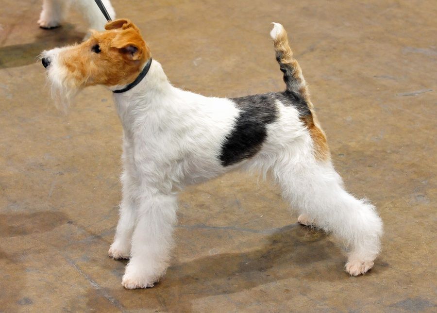 Chó Fox Terrier