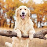 Chó Golden Retriever