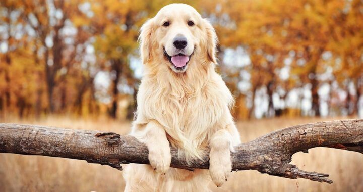 Chó Golden Retriever