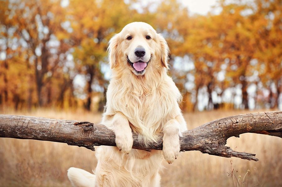 Chó Golden Retriever