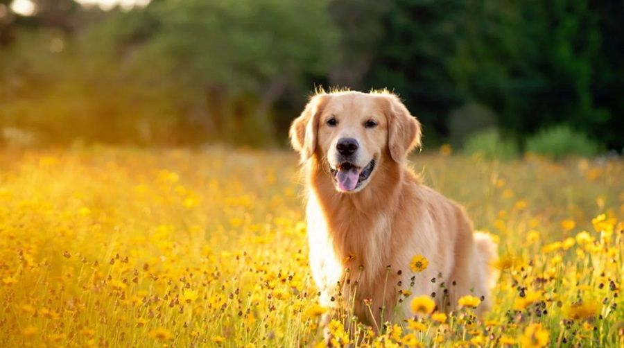 Chó Golden Retriever