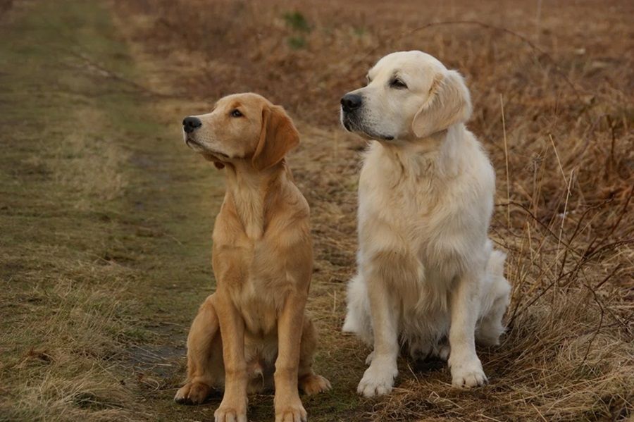 Chó Golden Retriever