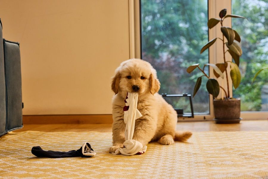 Chó Golden Retriever