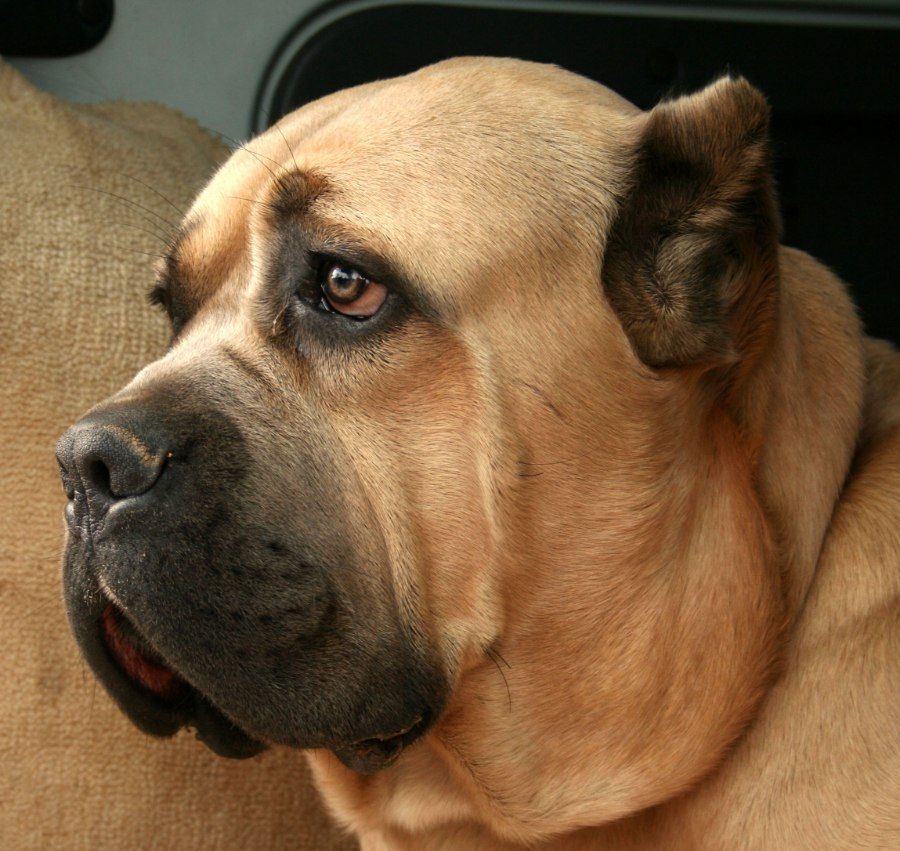 Chân dung chó Cane Corso với chiếc đầu to đặc trưng nhìn nghiêng