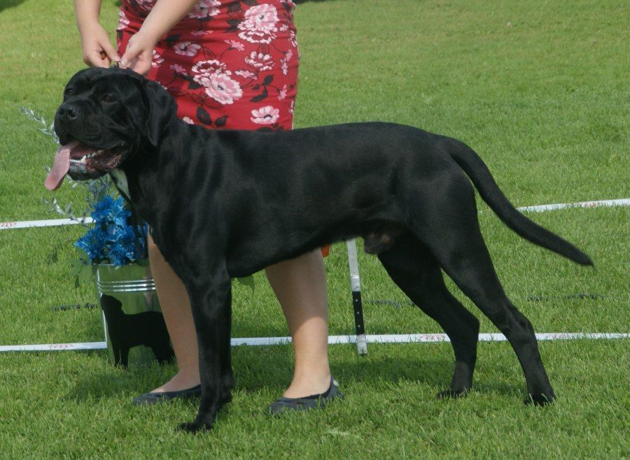 Chó Cane Corso màu đen trong tư thế cảnh giác bảo vệ