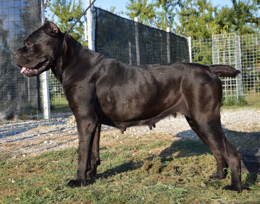 Chó Cane Corso Ý được nhân giống tại quê hương Italy