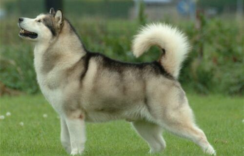 Chó Alaska Alaskan Malamute với thân hình to lớn, cơ bắp và bộ lông dày