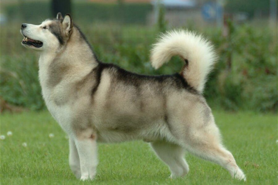 Chó Alaska Alaskan Malamute với thân hình to lớn, cơ bắp và bộ lông dày